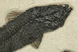 Stunning Green River Fossil Fish Mural Large Mioplosus #224591-4